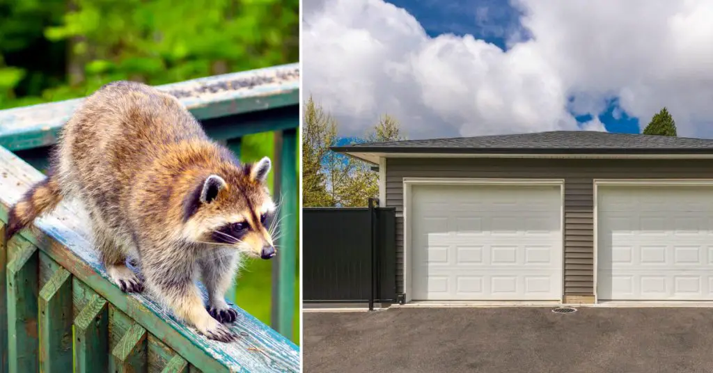 How to Get Raccoons Out of Garage