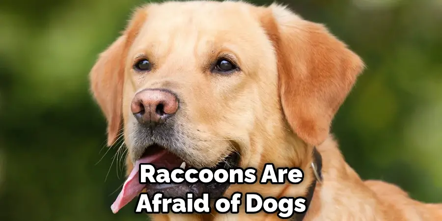 Raccoons Are Afraid of Dogs