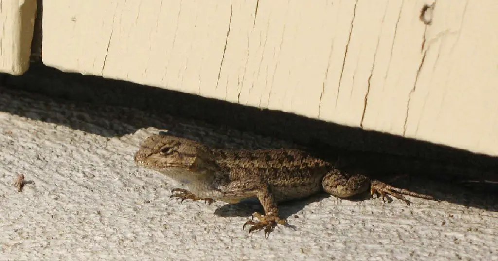 How to Keep Lizards Out of Garage