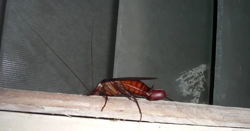 How to Get Rid of Cockroaches in Garage