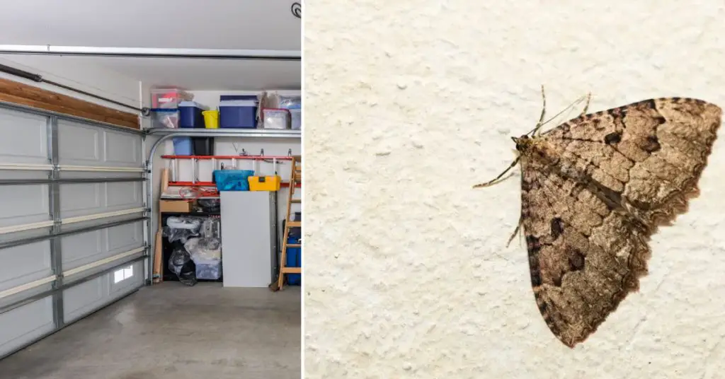 How to Kill Moths in Garage