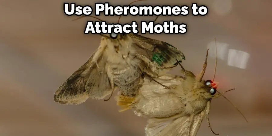 Use Pheromones to Attract Moths