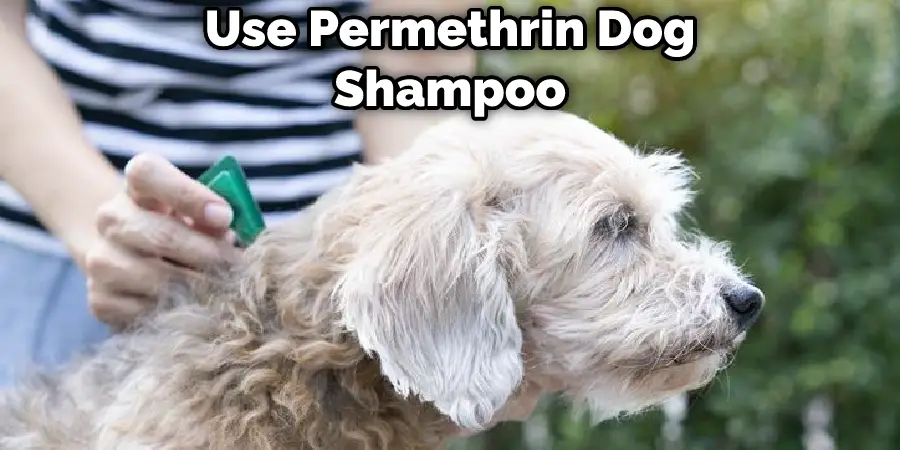 Use Permethrin Dog Shampoo