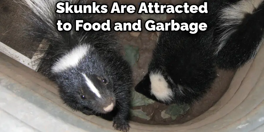 Skunks Are Attracted to Food and Garbage