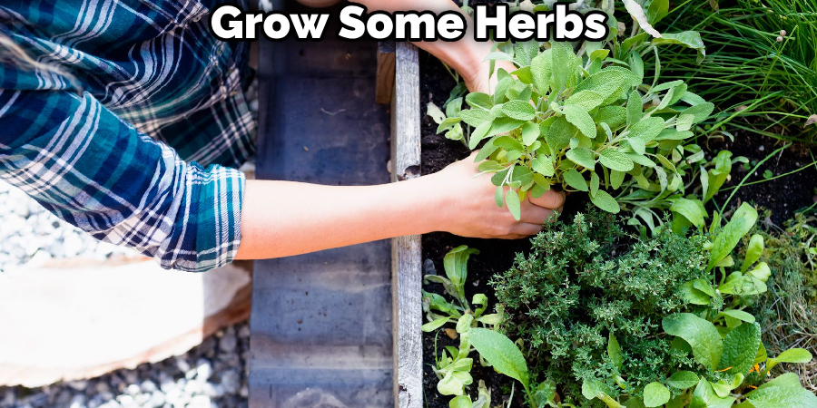 Grow Some Herbs