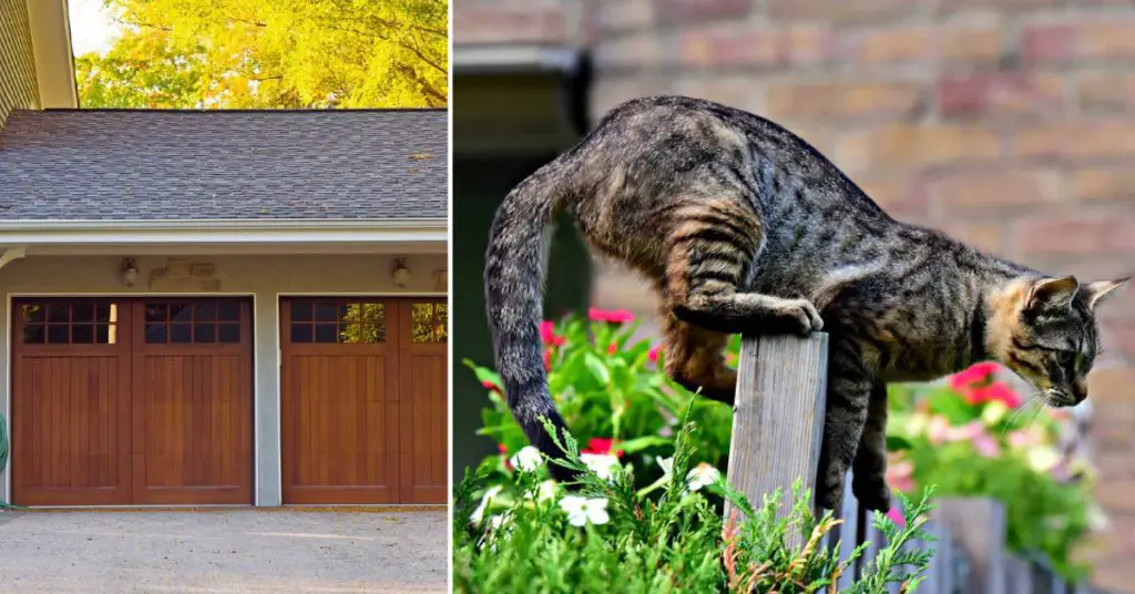 How to Keep Cats Out of Garage