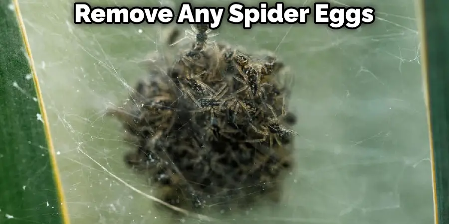 Remove Any Spider Eggs