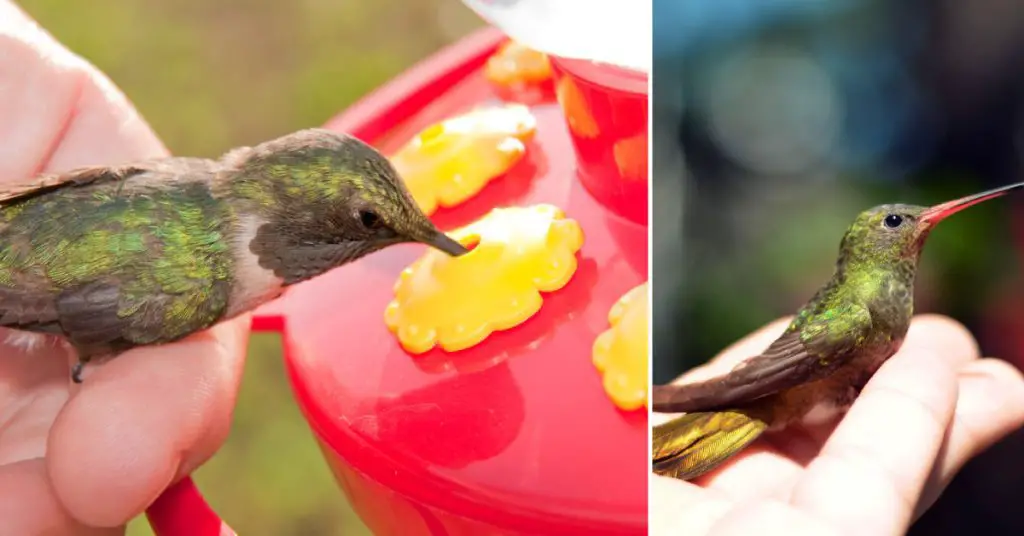 How to Get a Hummingbird Out of a Garage