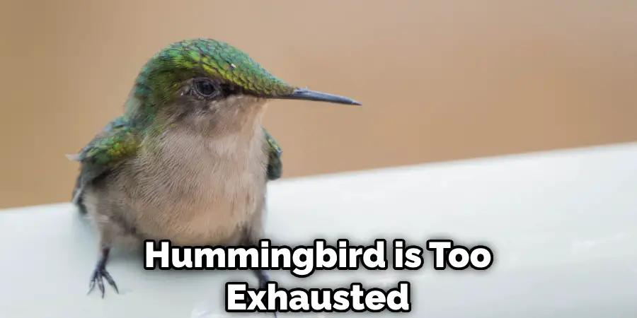 Hummingbird is Too Exhausted