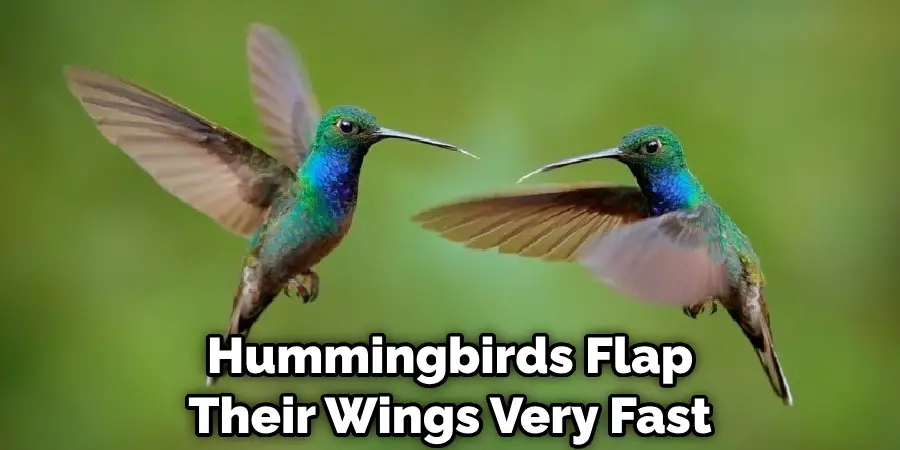 Hummingbirds Flap Their Wings Very Fast