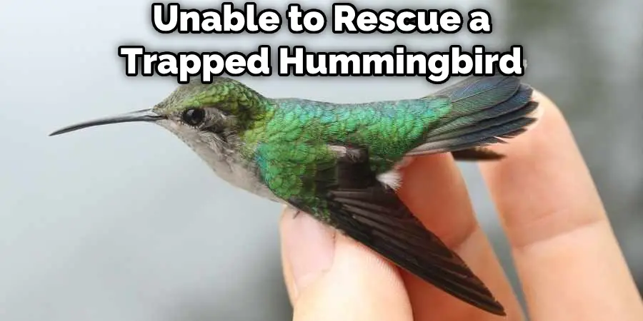 Unable to Rescue a Trapped Hummingbird