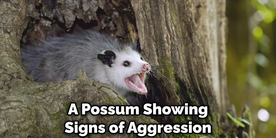 A Possum Showing Signs of Aggression