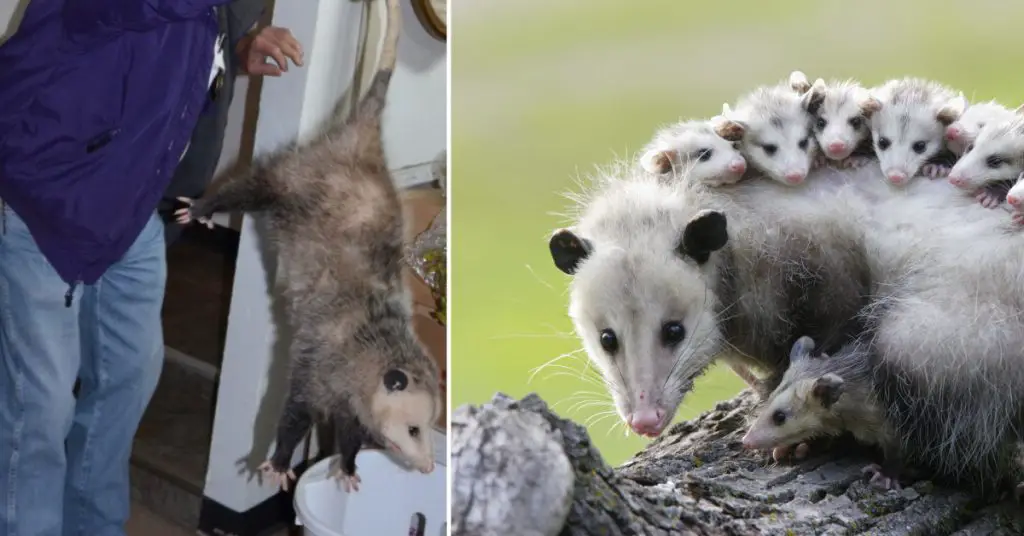 How to Get a Possum Out of Your Garage