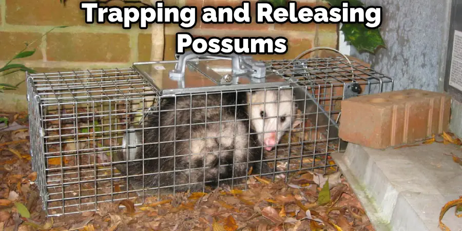 Trapping and Releasing Possums