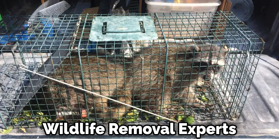 Wildlife Removal Experts