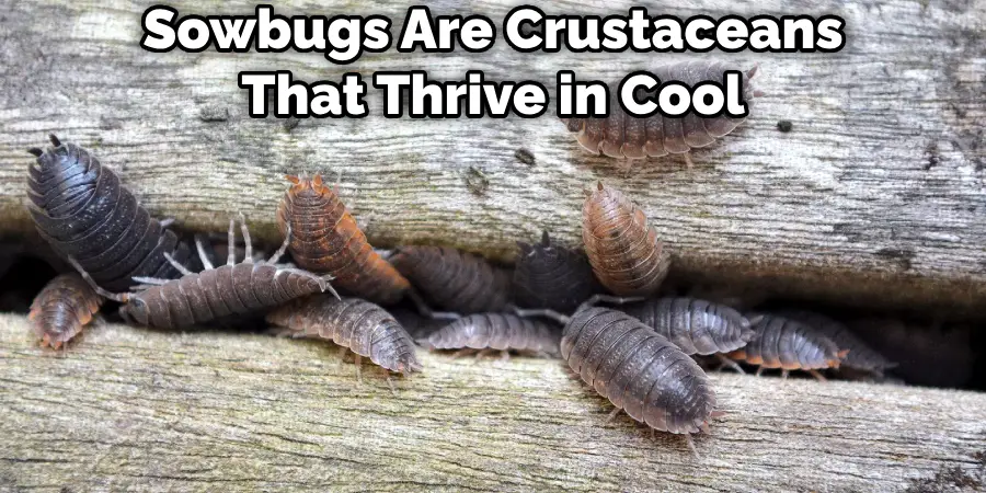 Sowbugs Are Crustaceans That Thrive in Cool