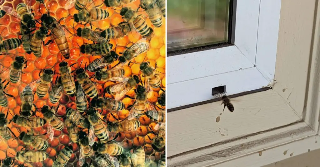 How to Get Bees Out of Garage