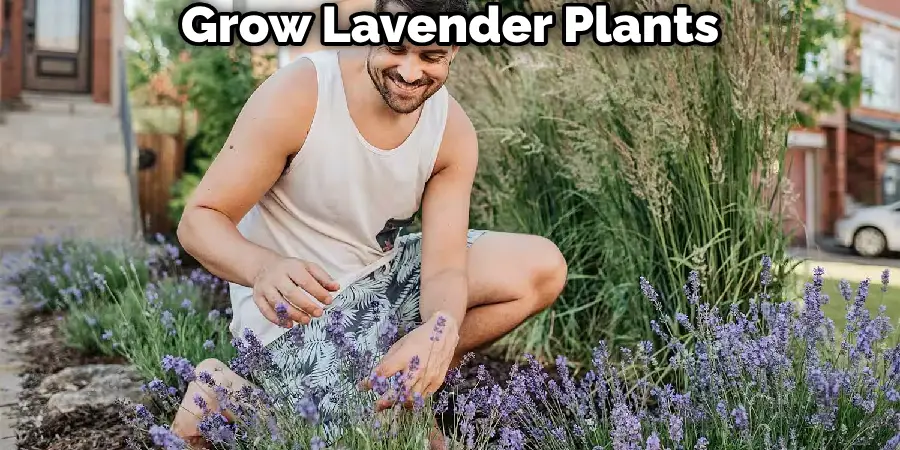 Grow Lavender Plants