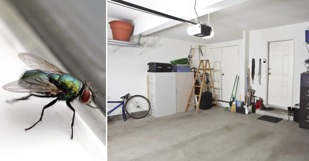 How to Get Rid of Flies in Garage Fast