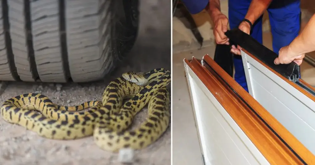 How to Get a Snake Out of Your Garage