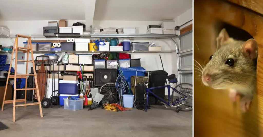 How to Keep Mice Out of the Garage