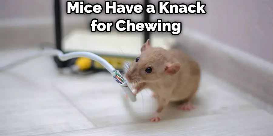 Mice Have a Knack for Chewing